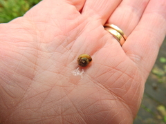 Hygromia cinctella