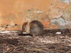 Setonix brachyurus