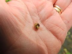 Hygromia cinctella