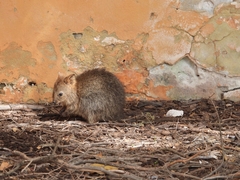 Setonix brachyurus