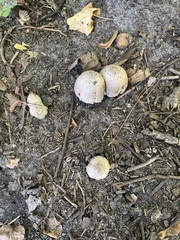 Coprinopsis romagnesiana