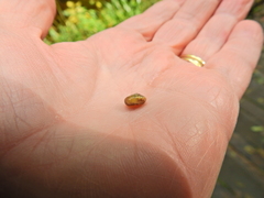 Hygromia cinctella