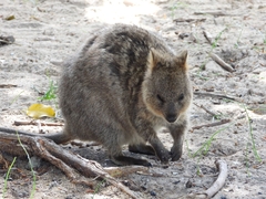 Setonix brachyurus