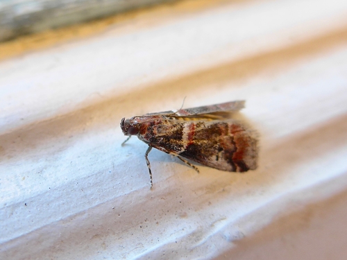 Tricolored Acrobasis Moth photo 4