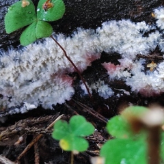 Phlebia centrifuga