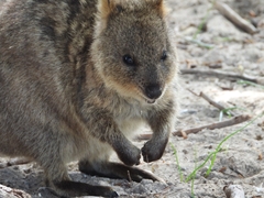 Setonix brachyurus
