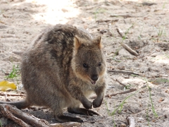 Setonix brachyurus
