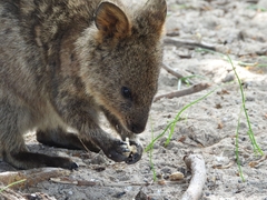 Setonix brachyurus