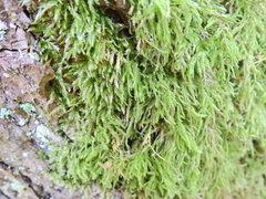 Rhynchostegium confertum