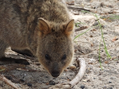 Setonix brachyurus
