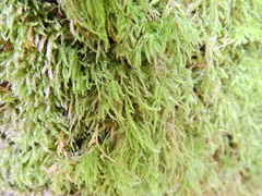 Rhynchostegium confertum