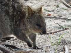 Setonix brachyurus