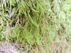 Rhynchostegium confertum