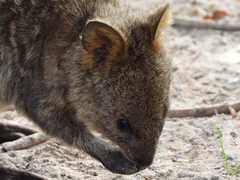 Setonix brachyurus