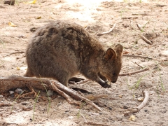 Setonix brachyurus