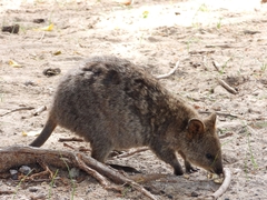 Setonix brachyurus
