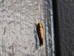 Monopis crocicapitella