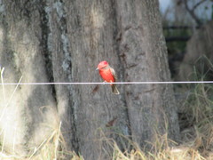 Pyrocephalus rubinus