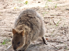 Setonix brachyurus