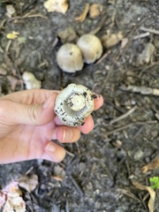 Coprinopsis romagnesiana