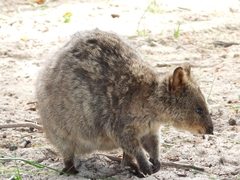 Setonix brachyurus