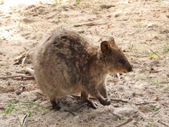 Setonix brachyurus