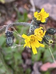 Pilosella caespitosa