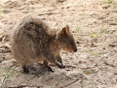 Setonix brachyurus