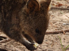 Setonix brachyurus