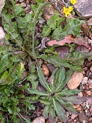 Pilosella caespitosa