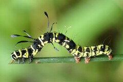 Tinolius eburneigutta