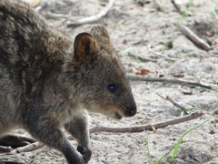 Setonix brachyurus