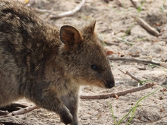 Setonix brachyurus