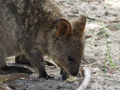 Setonix brachyurus