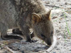 Setonix brachyurus