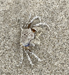 Scopimera inflata