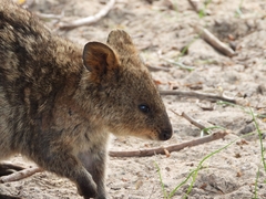 Setonix brachyurus