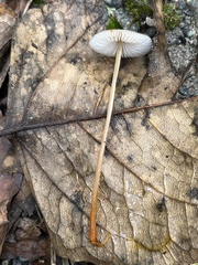 Mycena crocata
