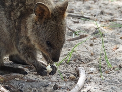 Setonix brachyurus