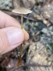 Mycena crocata