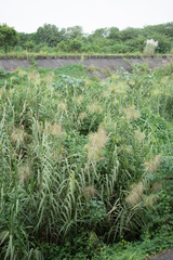 Phragmites karka