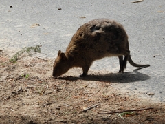 Setonix brachyurus