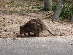Setonix brachyurus
