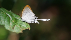 Cheritra freja evansi