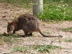 Setonix brachyurus
