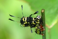 Tinolius eburneigutta