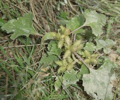 Xanthium orientale italicum