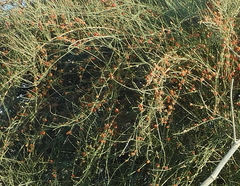 Ephedra foeminea
