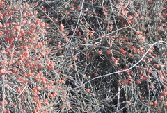 Ephedra foeminea