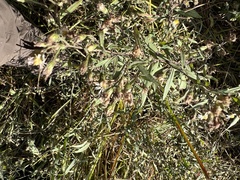Symphyotrichum pilosum pilosum